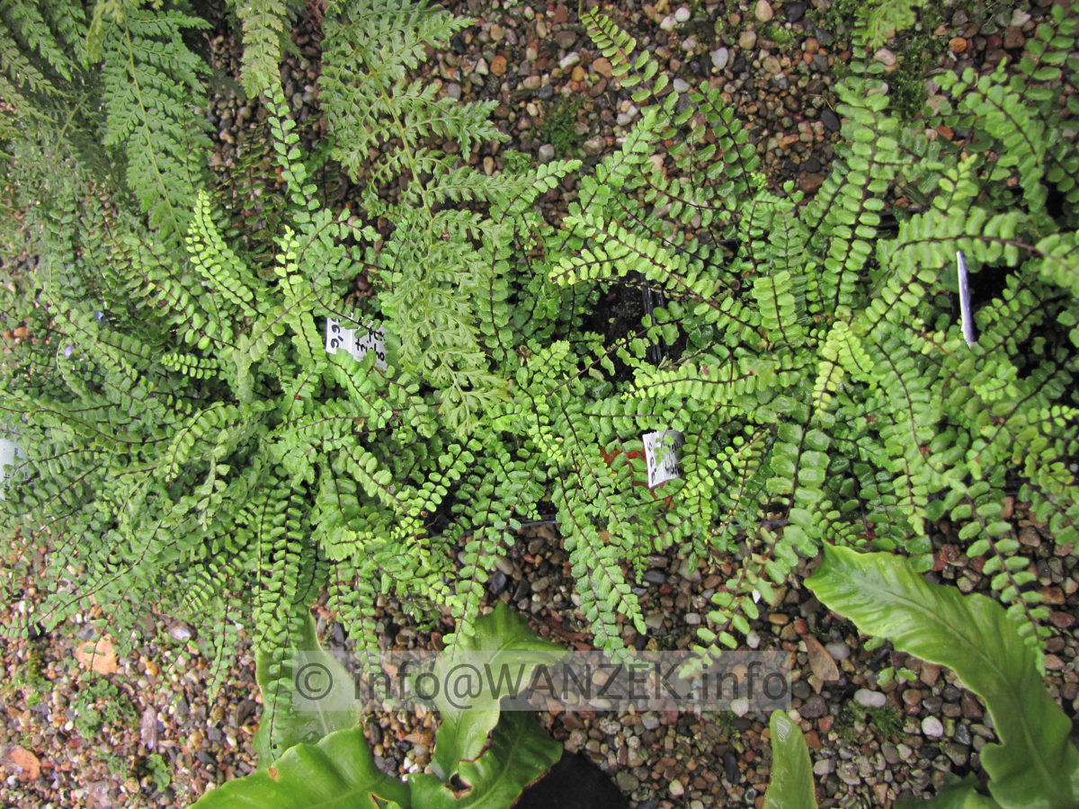 Asplenium trichomanes 01.JPG
